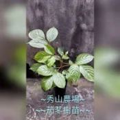 ~秀山農場~~茄苳樹苗~金城武樹~(庭園樹#201~5)~
