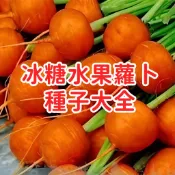 【冰糖水果蘿卜大全】 甜心蘿蔔 生吃級 脆甜多汁 免削皮 沙拉首選 四季可播 耐熱品種 生長快速 適合台灣氣候 家庭菜園