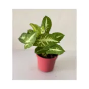 (店+)綠色合果芋 3寸盆 合果芋 小品盆栽 綠化植物 室內植物 淨化空氣