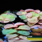 【AC草影】紅毛丹【五株】漂浮品種 Phyllanthus fluitans