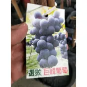 巨峰葡萄苗⭐定價480元