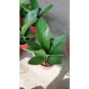 李家果苗 富貴花燭 6吋盆 觀葉植物 高度20公分 特價440元