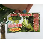 花囍園_水果苗—扁實檸檬(嫁接無刺)--俗稱台灣香檬~天然營養聖品/4吋高約20-30cm