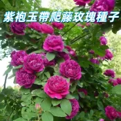 【紫袍玉帶爬藤玫瑰種子】 攀藤玫瑰種子 蔓性玫瑰 庭院陽台花卉 盆栽攀援植物 開花濃香 四季可種 花苗種籽 台灣現貨