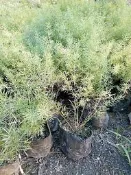 ╭＊田尾玫瑰園＊╯多年生常綠草本植物-(武竹)