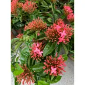 洋紅 仙丹 ｜6吋盆～多年生開花小灌木⋯