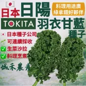 城禾農產🍃 日陽羽衣甘藍種子 22粒 羽衣芥藍種子 羽衣甘藍種子 羽衣甘藍種子 雨衣甘藍種子 雨衣芥藍種子 芥藍種子