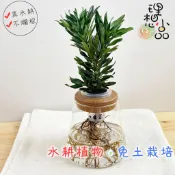 【理想小品】運轉羅漢松【現貨】水耕盆栽 玻璃圓錐瓶 無土種植 小盆景 觀葉植物 室內植物 水耕花器 水耕瓶 懶人花盆