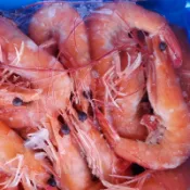 【大盤商】🦐熟白蝦系列(小)50/60🦐/1公斤/直接吃/好料理/專業餐飲食材/批發 團購/全館799免運費