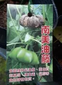 花田厝 水果果苗 ** 南美油藤(星油藤)-印加果 ** 4吋盆/高20-30cm/高級用油 