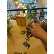 小園丁｜常春藤（現切枝條）約15公分 蔓藤植物