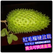 紅毛榴槤苗✅標準苗盆栽✅-超取版 山刺番荔枝 刺果番荔枝 羅李亮果 果苗 樹苗 矮化果樹 矮生盆栽 矮化盆栽 水果盆栽