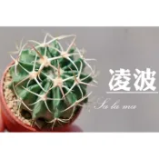🔥🔥🔥新上架【凌波】 1吋盆 | Sa La Ma多肉植物| 仙人掌科