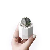(預購) 白灰漸層系列 | 銀色鸞鳳玉 小八角形雙色水泥多肉植栽
