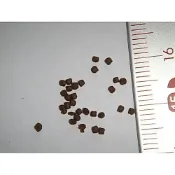 鰻魚飼料/鰻苗飼料/浮水飼料(孔雀魚/小型魚/仔魚/神仙魚/七彩神仙/小顆粒飼料）