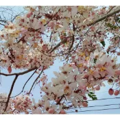 花旗木 (泰國櫻花) 觀花植物 美化庭院