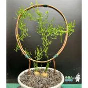 【外星人的植物園】大倉角殿 仙人掌 虎尾蘭 龍舌蘭 塊根 大戟 盆栽 植物 現貨【滿額免運】