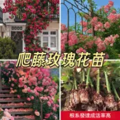 🌺當天出貨🌺【爬藤玫瑰花苗】帶葉子爬藤月季玫瑰苗 3寸盆四季開花 高顏值 熱戀之花 藤本玫瑰 陽台庭院賞花卉 多年生 濃