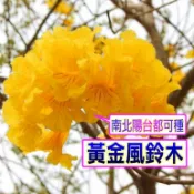 黃金風鈴木🟡非常漂亮的品種🟡快速成長盆栽🟡 黃金風鈴木 黃花風鈴木 風鈴木苗 花旗木 風鈴木 紅花風鈴木