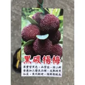 黑炭楊梅 勿直接下標 楊梅盆栽 白水晶 樹苗 靠接苗 黑碳楊梅 樹梅 樹莓 楊莓 東魁 楊梅苗 果苗 白楊梅 白雪 大果