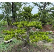 【建方松園】 羅漢松 造型羅漢松 高1.6米 寬1.6米 Podocarpus-7