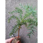 肯氏南洋杉20元(棵)