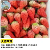 台灣現貨 久香草莓種子 久香玫瑰草莓種子 四季可種 陽台盆栽 水果盆栽 可食用 觀葉賞果 家庭園藝 療癒栽種