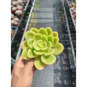 陶器園～多肉植物～金色光輝～3吋盆