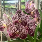 大眾蘭園  萬代蘭  Vanda uraiwan Belle