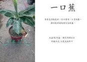 心栽花坊-一口蕉/超取會斷頭/5吋/香蕉/水果苗售價250特價200