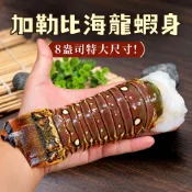 8盎司-龍蝦身 2~5尾(220g/尾)/去頭殼薄(生凍)龍蝦尾【築地一番鮮】