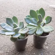 東美人/多肉植物/一棵25元綠化植物