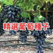 【精選葡萄種子】台灣巨峰葡萄籽 紅地球葡萄種子 無籽綠葡萄籽 麝香葡萄籽 盆栽種植 家庭園藝 自種葡萄 發芽率高 易種植