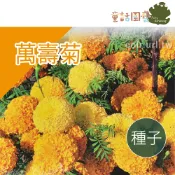 【台灣】【花園夢想家】萬壽菊種子 菊花 約60粒  花卉  花卉種子  觀賞植物  家庭園藝  童話園藝