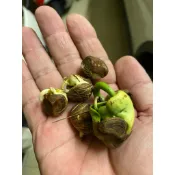 馬拉巴栗種子已經發芽了。發財樹 2026/8月更新