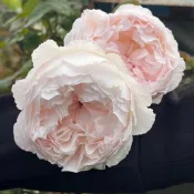 可可杯 可愛瓷 庭院豐花 庭院大花 花朵精緻《四季有花玫瑰園》玫瑰苗 玫瑰盆栽 嫁接樹玫瑰 月季棒棒糖