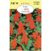 (店+) 【天橙種子】一串紅種子 F-830 紅色 花卉類種子 8~3月播種 天星牌 穗耕種苗 家庭園藝 彩色原包裝