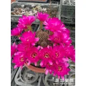 〈限時特價〉麗加-黃金花園〈桃紅紫花系〉多芽群生發貨-仙人掌-療癒 多肉植物(封面為農場母本圖開花照提供參考！)