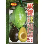 黑寶酪梨 嫁接苗 勿直接下標 酪梨苗 樹苗 盆栽 另有 黑皮 紅心圓 黑金晚生 厚兒 秋可 紅心圓 哈斯 黑金 富爾德