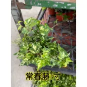 霏霏園藝常春藤3吋盆特價一棵60元