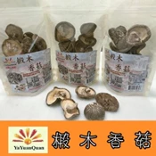 【愛合購】【亞源泉】埔里高山椴木香菇大朵(椴木香菇有柄捲彎形)