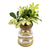 (店+)【理想小品】斑葉鵝掌藤【現貨】水耕盆栽 玻璃胖胖瓶 無土種植 觀葉植物 室內植物 玻璃飾品 創意花盆 盆栽
