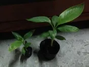 〈種苗王〉香蕉苗 台蕉5號 玉山 目前台灣最新品種 有小棵 大棵