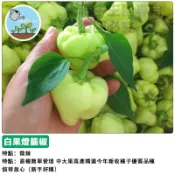 白果燈籠椒種子（微辣 ） 彩色甜椒 青椒種子 燈籠辣椒 可食用盆栽 陽台種植 家庭菜園 室內盆栽 生鮮辣椒 蔬菜種子