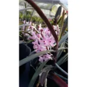 大眾蘭園 原生種 Ascocentrum christensonianum 越南百代蘭