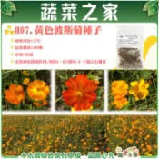 【蔬菜之家滿額免運】H07.黃色波斯菊種子300顆(美化綠化環境作物)