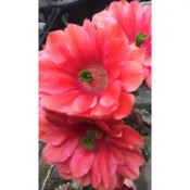 多肉/柱狀/美花角/桃太郎/無刺/三種花色/第比斯大戟