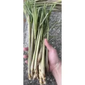 檸檬香茅 種苗 友善種植 下單後兩小時內快速出貨