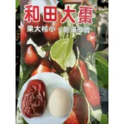 ★綠霖園藝★和田大棗 嫁接苗高度大約20公分 觀賞植物/水果樹苗/新興果樹/果苗/嫁接/植物/盆栽