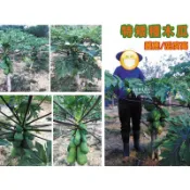 特矮種木瓜 超矮木瓜 請先洽詢 紅福 木瓜苗 樹苗 矮種木瓜 特矮木瓜 木瓜牛奶 番木瓜 青木瓜 非 台農2號 黃金木瓜